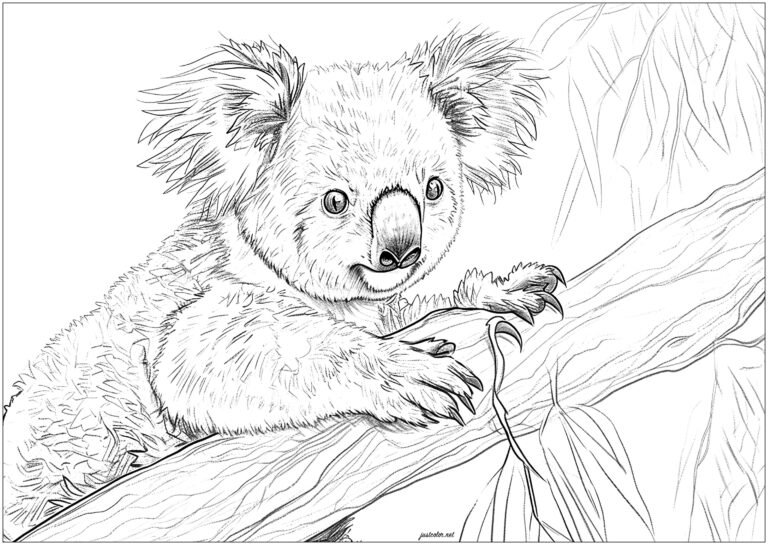 Koala Coloring Pages