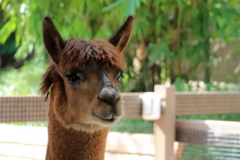 Llama Haircut